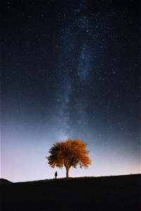 Milky Way Tree photo