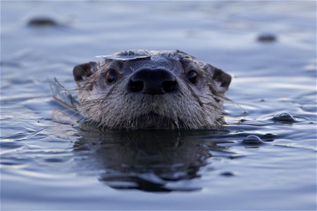 Sea Otter Animal