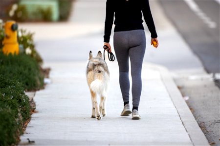 Dog Woman Walk