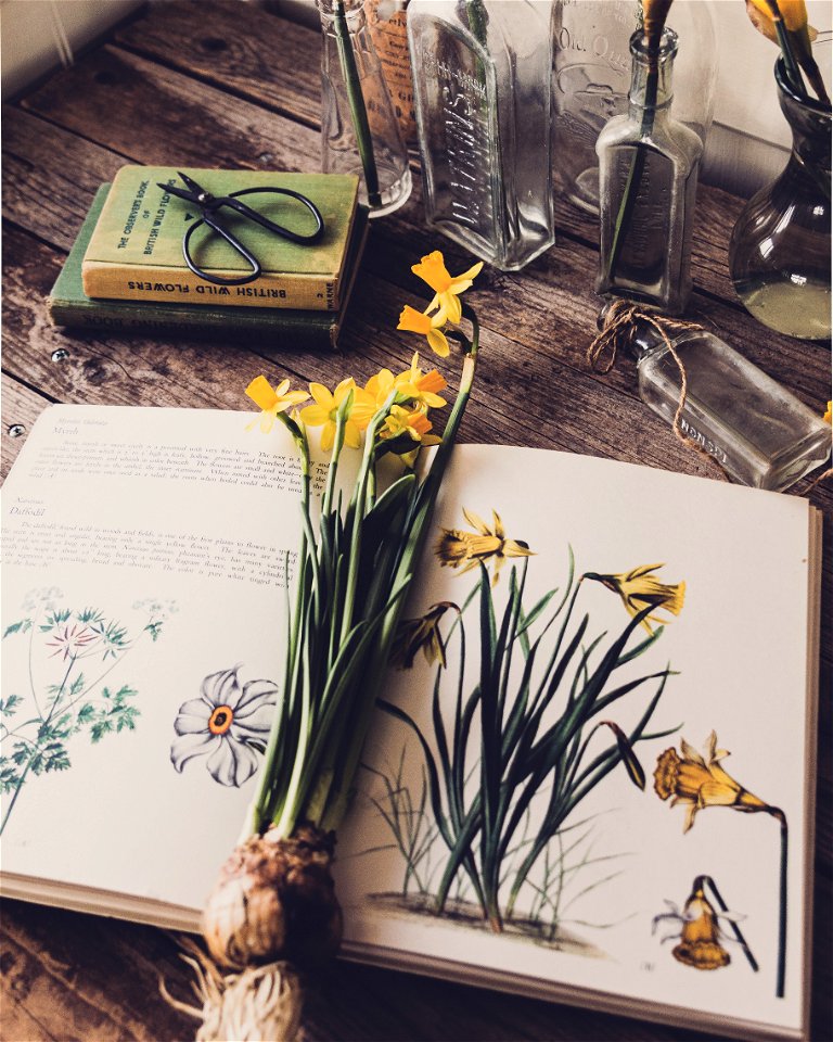 Botanical Book Flower
