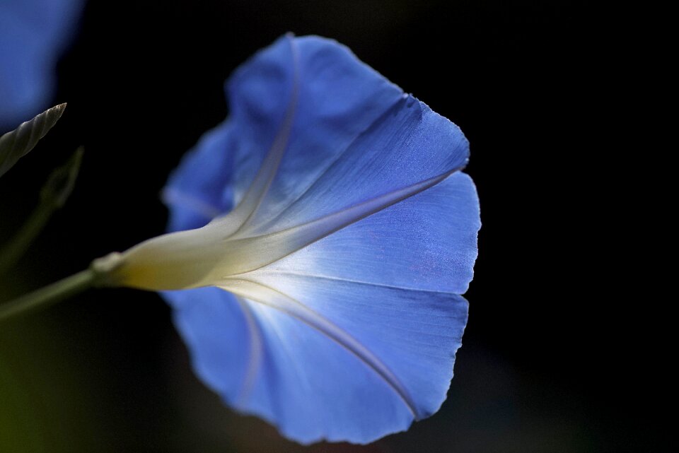 Romantic blue beauty