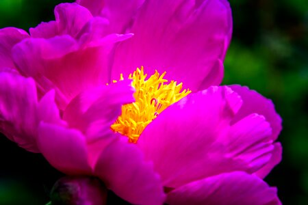 Bloom spring pink