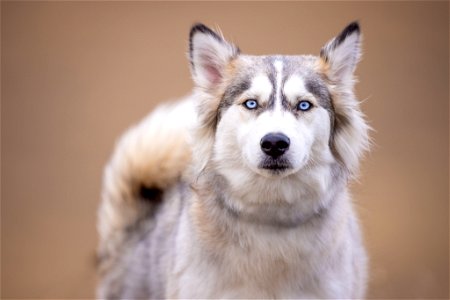 Siberian Husky Dog photo