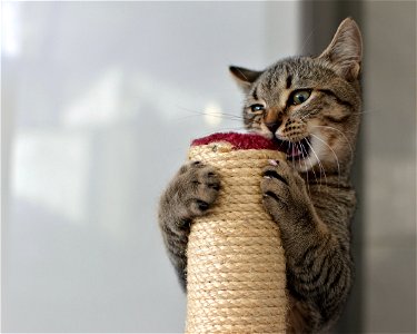 Cat Animal