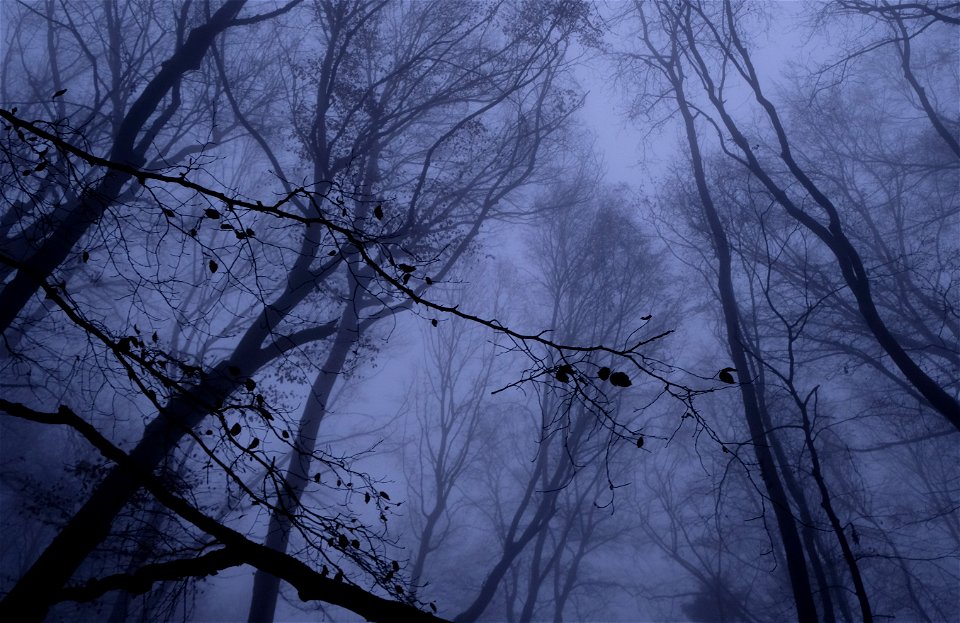 Dark Forest Fog