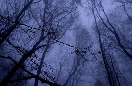 Dark Forest Fog