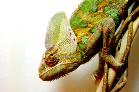 Veiled Chameleon Animal photo