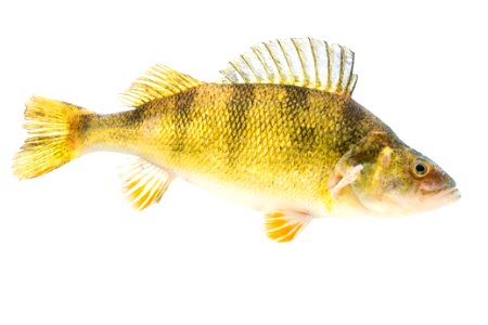 Yellow Perch Fish photo