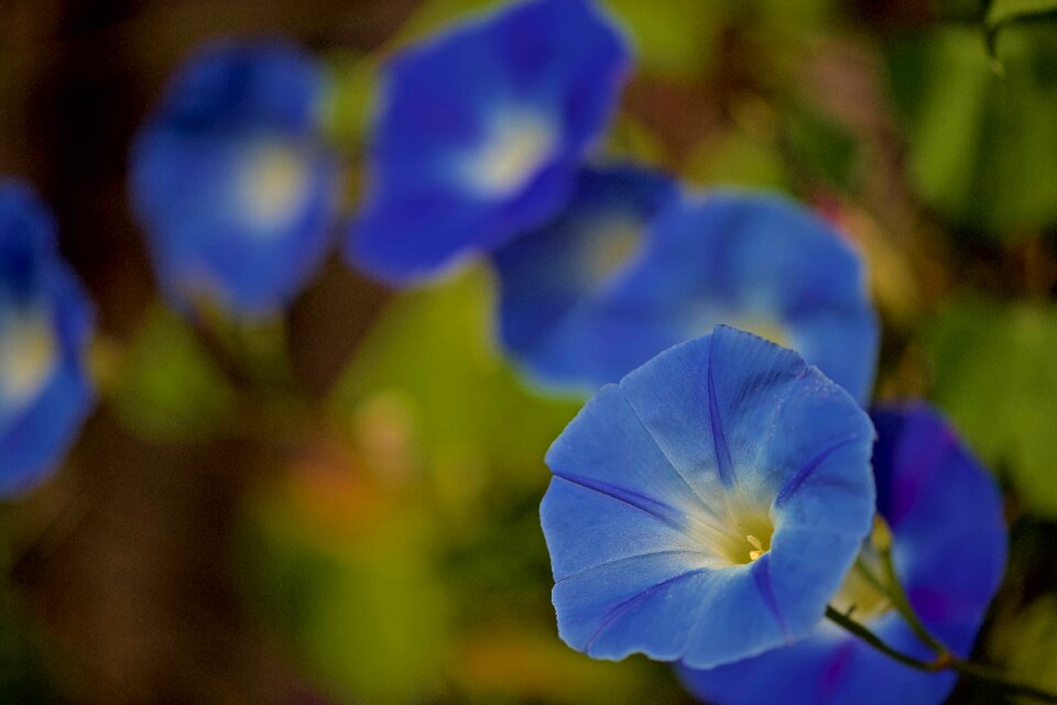 Flowering blue morning glory