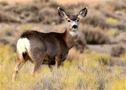Mule Deer Animal photo
