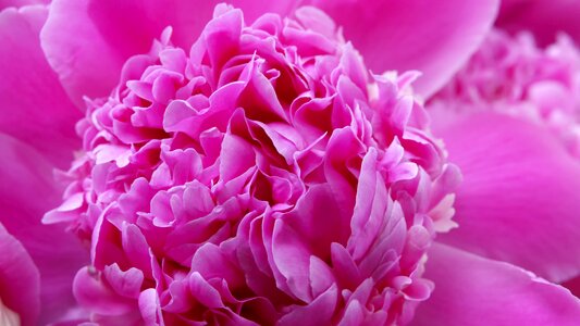 Plant nature petal