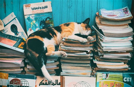 Cat Animal Sleep Books photo