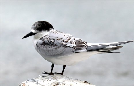 White Fronted Tern Bird photo