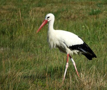 Stork bird animal world