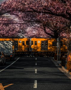 Cherry Blossoms Train Level Crossing photo