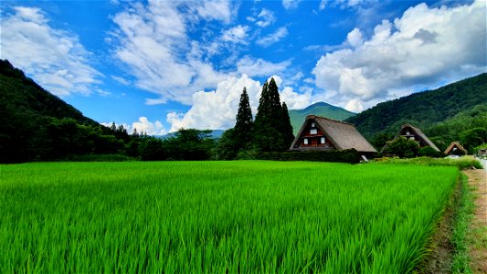 Shirakawa Go Rice Field