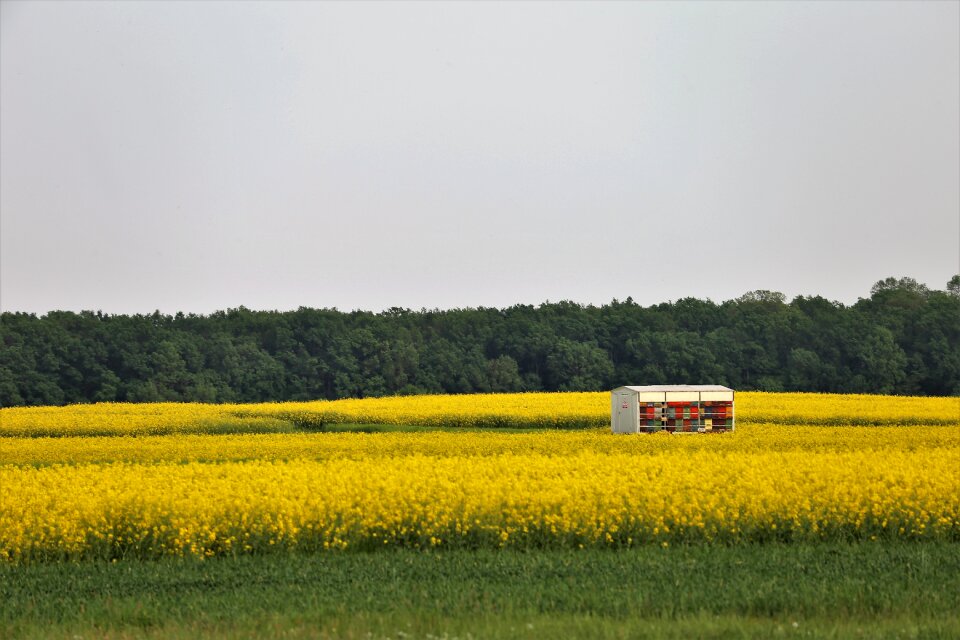 Healthy food rapeseed meadow yellow