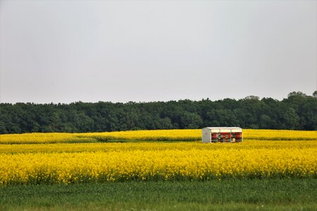 Healthy food rapeseed meadow yellow