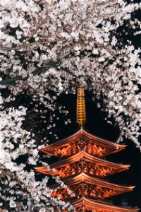 Five Storied Pagoda Cherry Blossoms photo