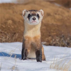 Black Footed Ferret Animal