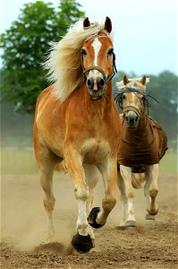 Horse Animal Run photo