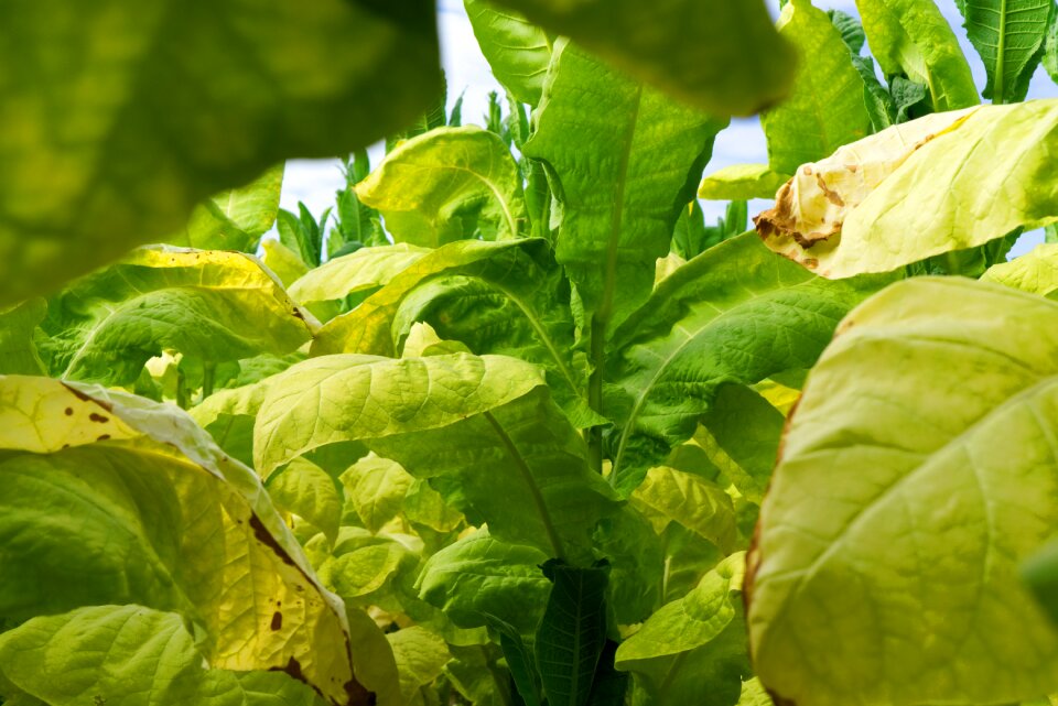 Cigarettes nicotine tobacco plant