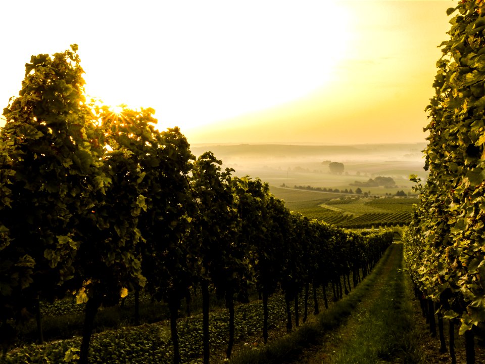 Vineyard Sunrise Fog photo