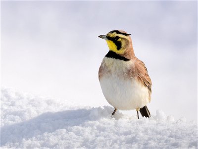 Horned Lark Bird photo