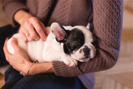 French Bulldog Puppy Sleep photo
