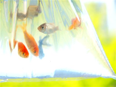 Goldfish Scooping photo