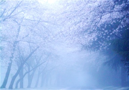 Cherry Blossoms Fog