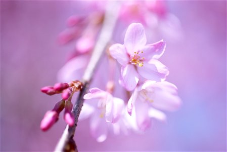 Cherry Blossoms Bud Spring photo