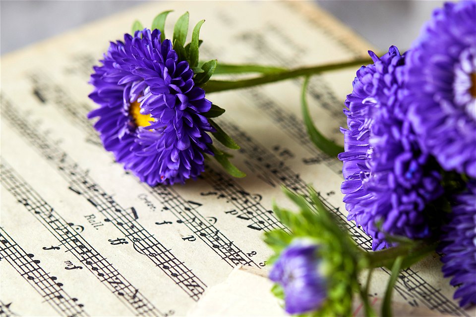 Flower Musical Sheet