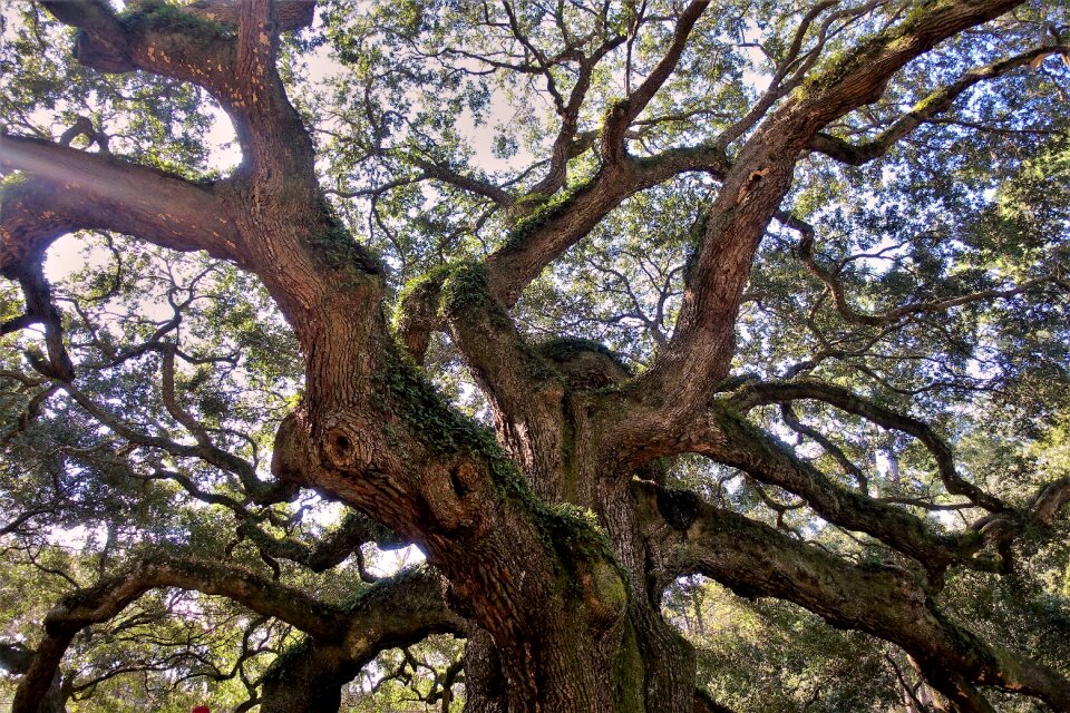 South carolina tree nature