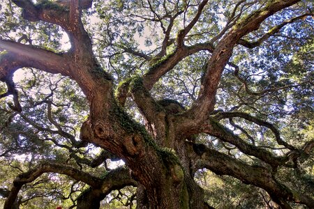 South carolina tree nature