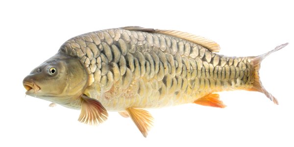 Mirror Carp Fish photo