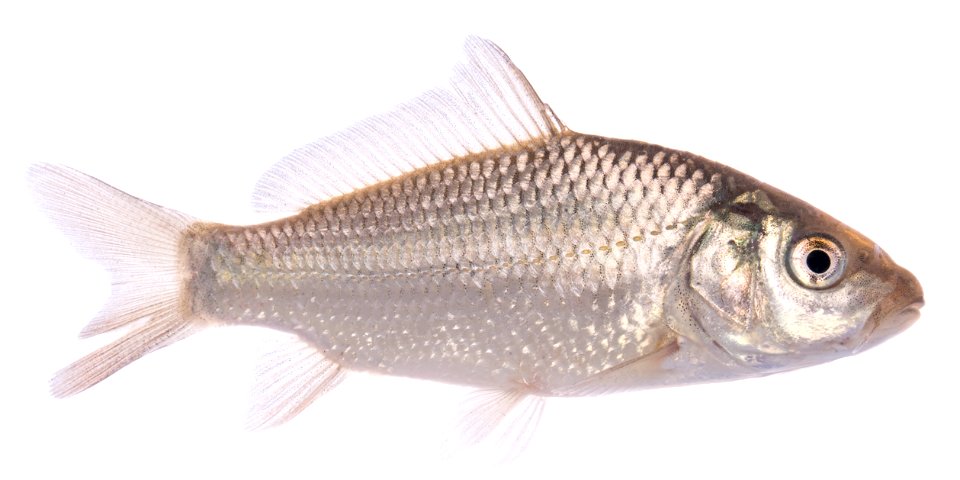Common Carp Fingerling Fish