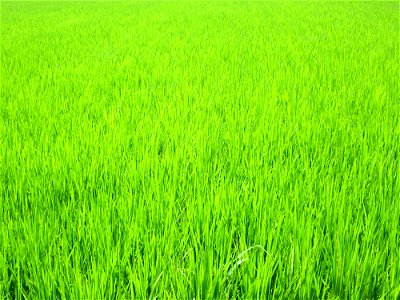 Rice Field