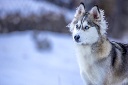 Siberian Husky Dog photo