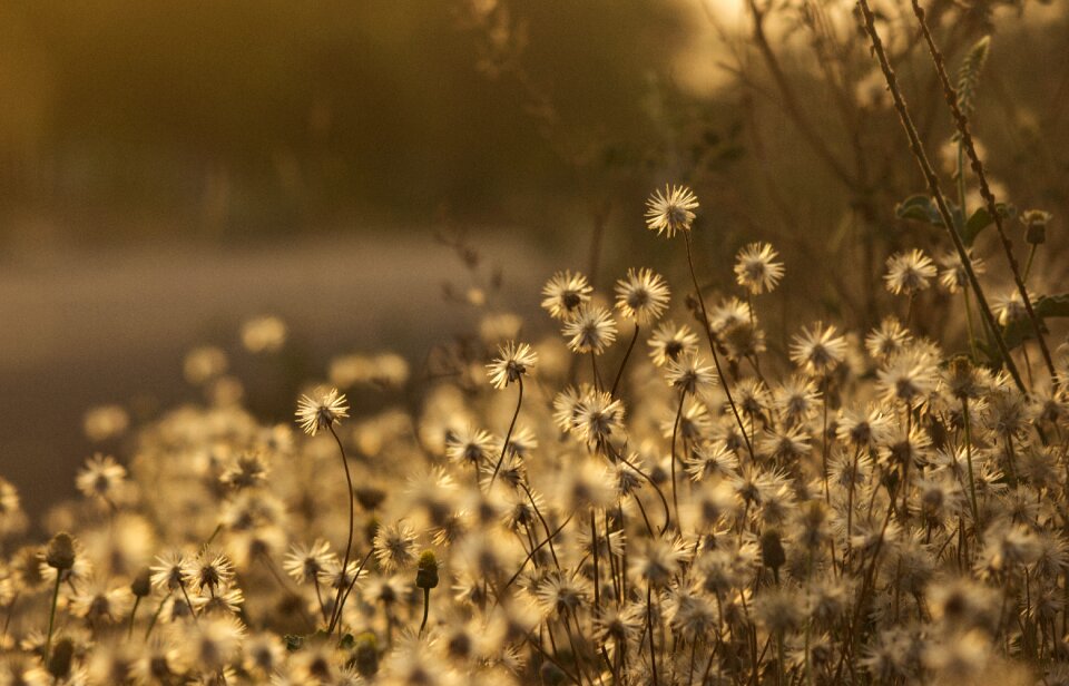 White evening summer