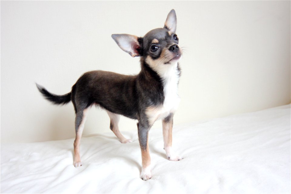 Chihuahua Dog Animal