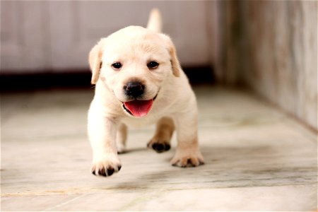 Labrador Retriever Dog photo