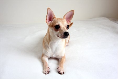 Chihuahua Dog Animal