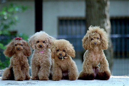 Poodle Dog Animal