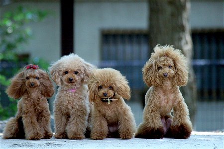 Poodle Dog Animal photo