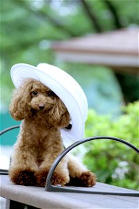 Poodle Dog Animal photo