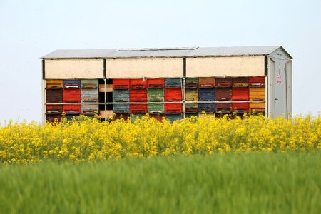 Healthy food rapeseed meadow agriculture