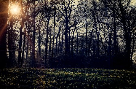 Trees Flower Sunshine