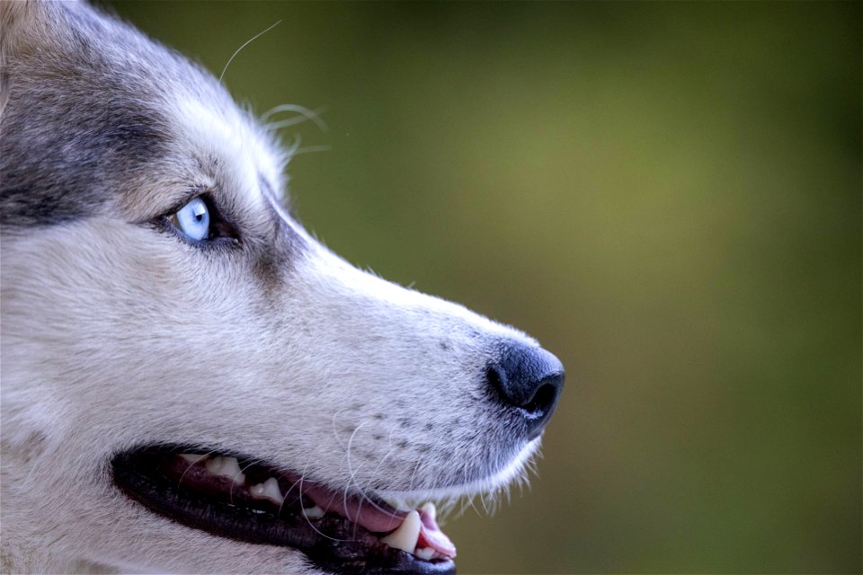Siberian Husky Dog
