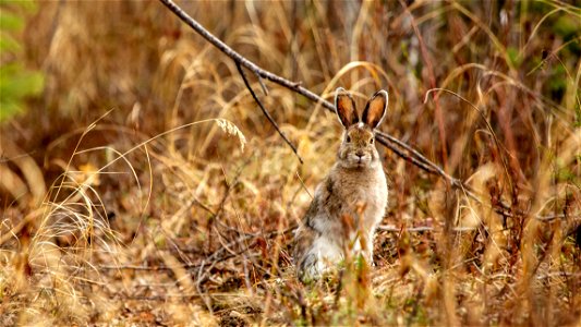 Snowshoe Hare Animal